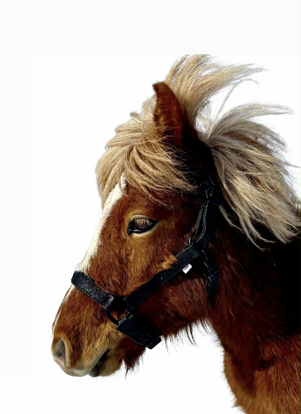 Glitter Grime - Sort