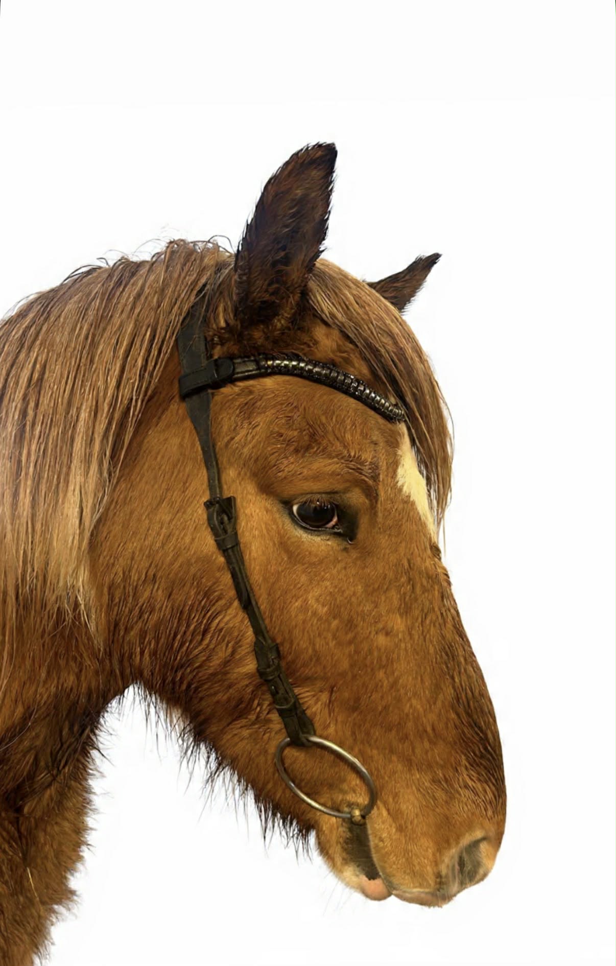 Pandebånd Black Glimmer