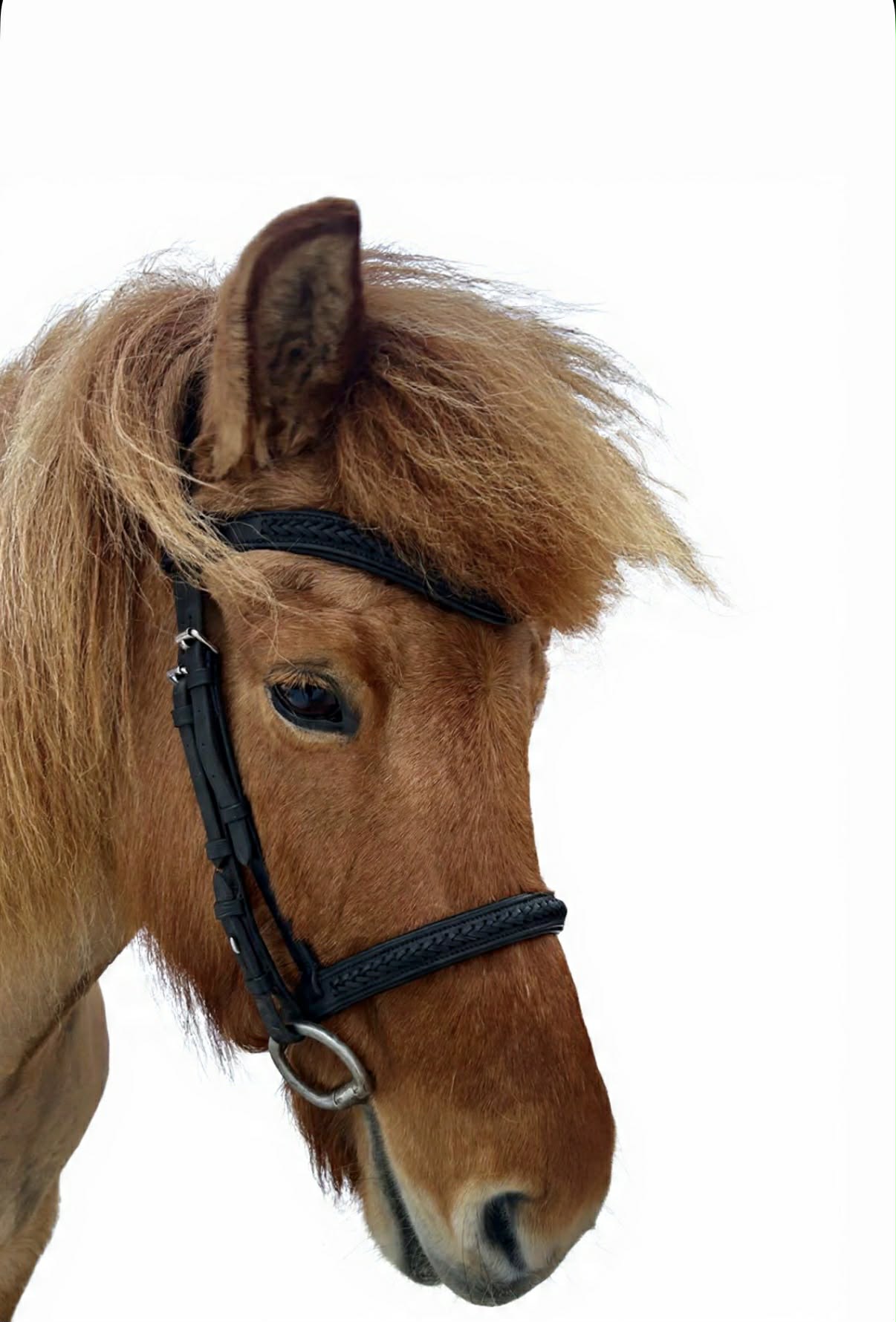 Pandebånd - Sort Flet