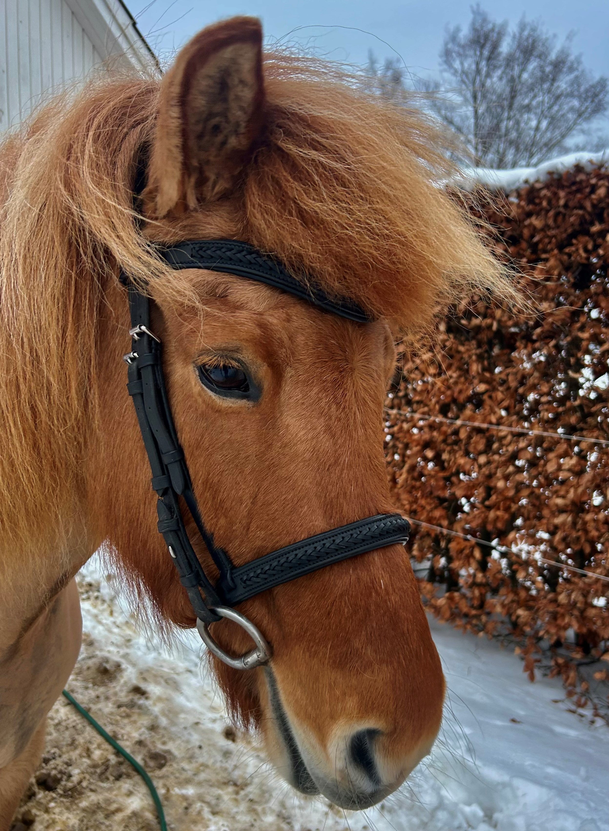 Næsebånd - Sort flet