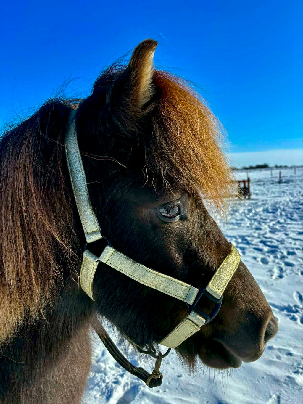 Glitter Grime - Gold