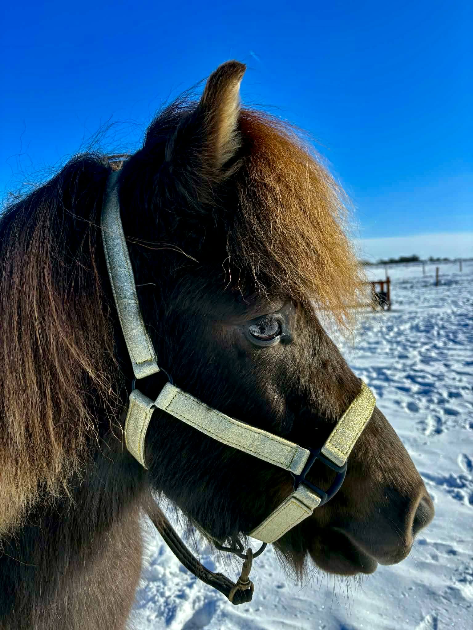 Glitter Grime - Gold